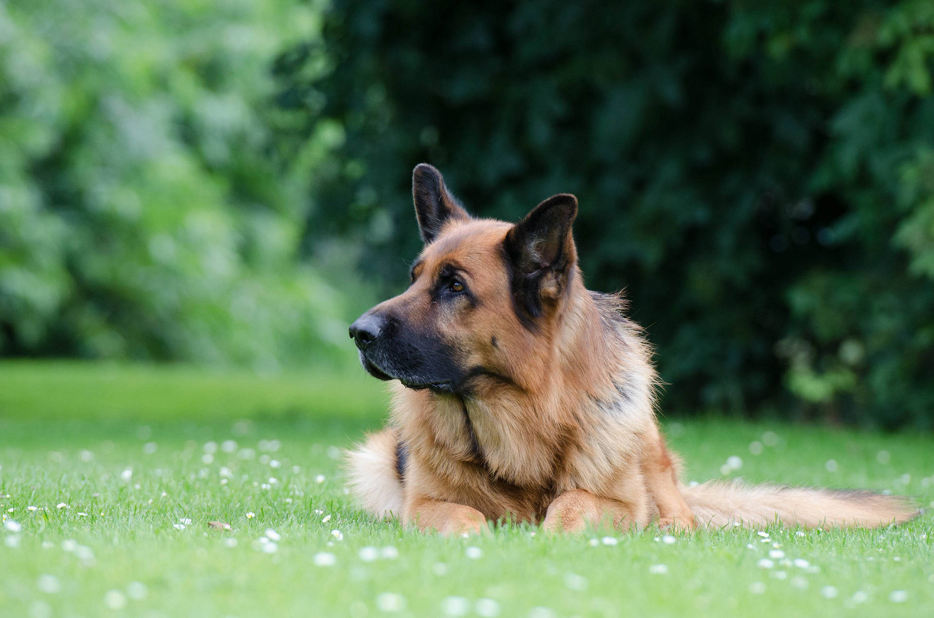 Rehoming your German shepherd at the UK German Shepherd Rescue. Don't leave your dog to fate, use our trusted rehoming charity to find them a new fully vetted loving home.
