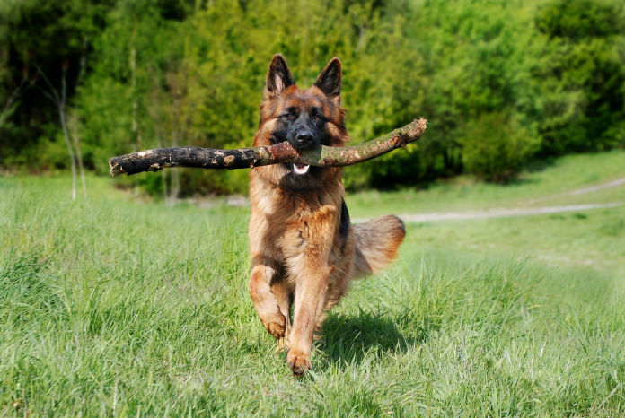 Helping your new German Shepherd rescue dog settle in to your new home.Many people would think when a dog gets adopted it the best day of their life, they should be happy and excited to see their new family and their new home, certainly a day that will change a dogs life forever, but for some the feeling of being overwhelmed may cloud everything else. 